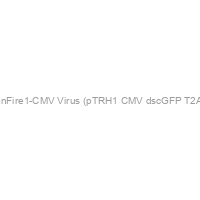 pGreenFire1-CMV Virus (pTRH1 CMV dscGFP T2A Fluc)